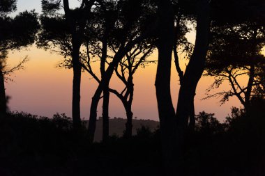 Siluette ağaçlar. Akşam günbatımındaki gölgeler gibi görünen siyah ağaçlar..