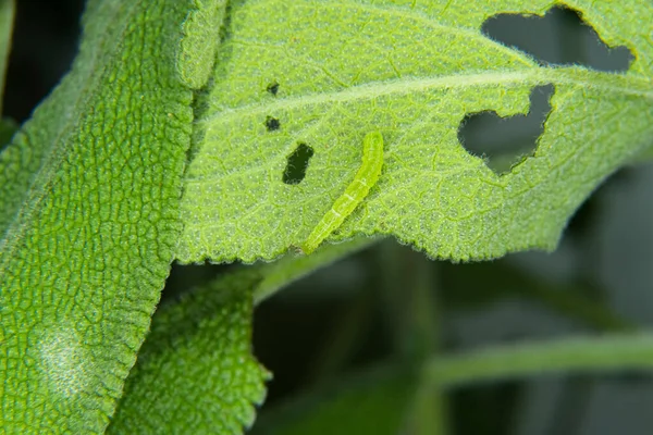 Зеленая гусеница мотылька ест листья шалфея. Лист, съеденный жуками. Серебряный мотылёк — стоковое фото