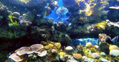 Tropikal balıklar ve renkli mercan resifleri su altında çekiliyor. Kızıl deniz mercan resifi su altında vahşi yaşam..