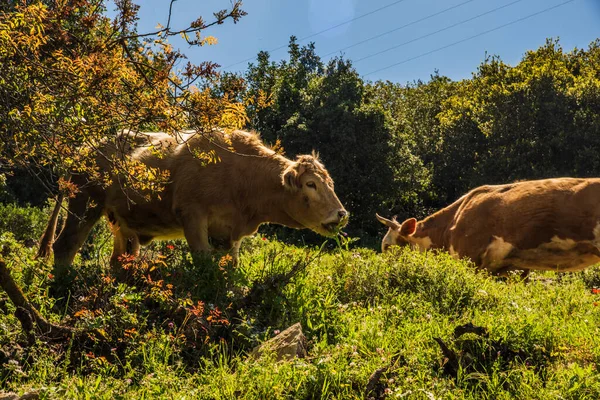 A herd of cows grazing on grass in front of a forest. Travel concept hiking. North District Israel — Stock Photo, Image