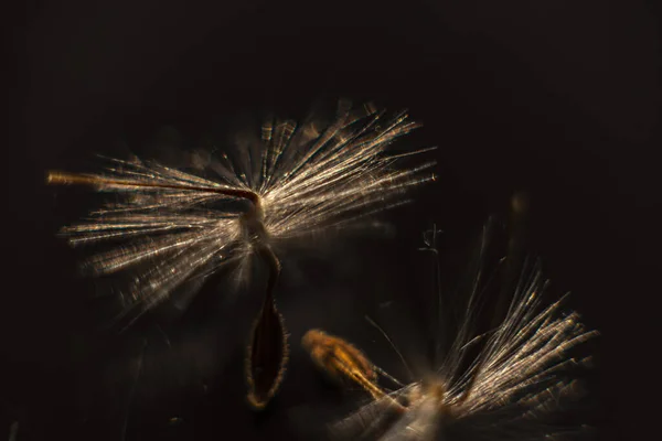 Las semillas de Pelargonium brillantemente iluminadas, con pelos esponjosos y un cuerpo en espiral, se reflejan en la perspex negra. Semillas de geranio que parecen bailarinas de ballet. Motes de polvo brillan en el fondo como — Foto de Stock