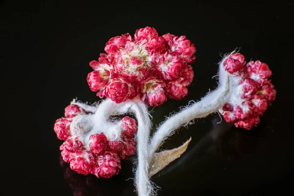 Helichrysum Sanguineum - también conocido como Flores Rojas Eternas, Red Cud Weed, florece a finales de la primavera en la región mediterránea, las montañas de Judea, Israel. Flores eternas — Foto de Stock