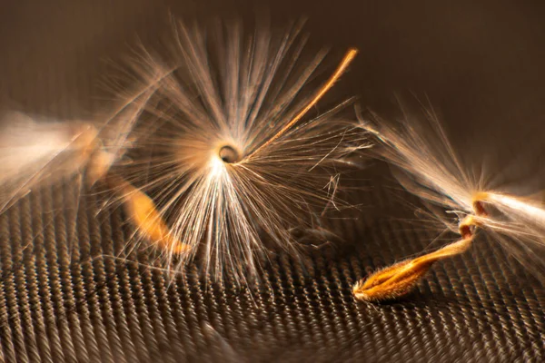 Las semillas de Pelargonium brillantemente iluminadas, con pelos esponjosos y un cuerpo en espiral, se reflejan en la perspex negra. Semillas de geranio que parecen bailarinas de ballet. Motes de polvo brillan en el fondo como — Foto de Stock