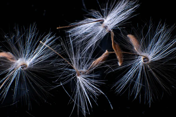 亮晶晶的Pelargonium种子，有蓬松的头发和螺旋形的身体，在黑色的汗液中反射出来。天麻籽，看起来像芭蕾舞演员。尘土飞扬的背景就像 — 图库照片