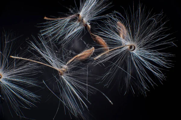 Las semillas de Pelargonium brillantemente iluminadas, con pelos esponjosos y un cuerpo en espiral, se reflejan en la perspex negra. Semillas de geranio que parecen bailarinas de ballet. Motes de polvo brillan en el fondo como —  Fotos de Stock