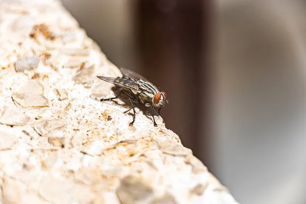 Μακρο κοντινό πλάνο της μύγας σε μια πέτρα, η έννοια αντιπροσωπεύει την περιοχή δεν είναι καθαρό — Φωτογραφία Αρχείου