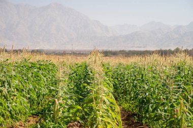 Mısır tarlası, mısır tarımı, fotokopi alanı ile yeşil peyzaj.. 