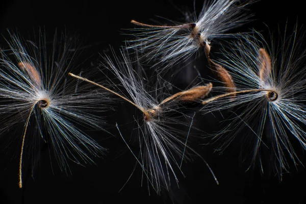 Las semillas de Pelargonium brillantemente iluminadas, con pelos esponjosos y un cuerpo en espiral, se reflejan en la perspex negra. Semillas de geranio que parecen bailarinas de ballet. Motes de polvo brillan en el fondo como —  Fotos de Stock