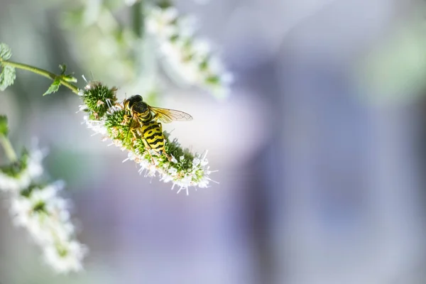 Macro, foto, ainda, imagem de Abelha em flor. Lambe o néctar da flor. Bee licking néctar closeup. — Fotografia de Stock