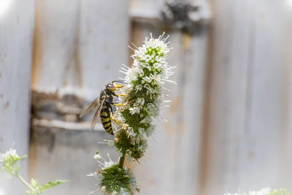 Macro, photo, encore, image d'abeille sur la fleur. Lèche le nectar de la fleur. Léchage d'abeilles nectar gros plan. — Photo