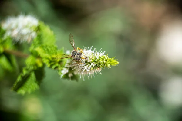 Μακρό, φωτογραφία, ακόμα, εικόνα της Μέλισσας στο λουλούδι. Γλείφει το νέκταρ από το λουλούδι. Μέλισσα γλείφει νέκταρ closeup. — Φωτογραφία Αρχείου