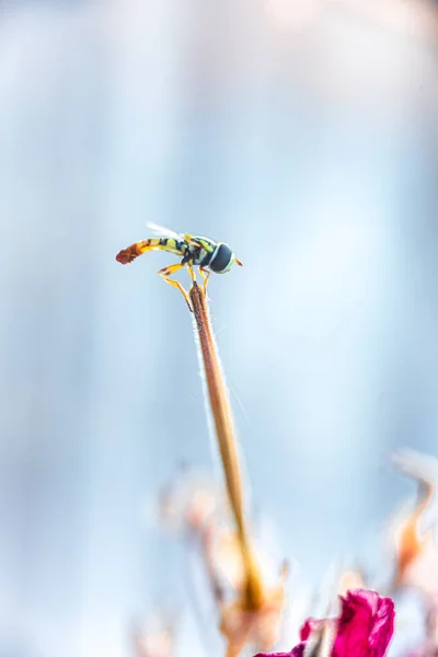 Μακρό, φωτογραφία, ακόμα, εικόνα της Μέλισσας στο λουλούδι. Γλείφει το νέκταρ από το λουλούδι. Bee γλείφει νέκταρ closeup. Μικρή μέλισσα. — Φωτογραφία Αρχείου