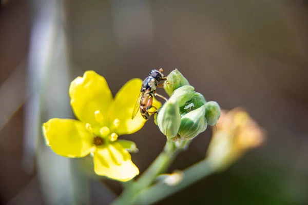 Macro, foto, ainda, imagem de Abelha em flor. Lambe o néctar da flor. Bee lambendo o néctar de perto. Abelha pequena. — Fotografia de Stock