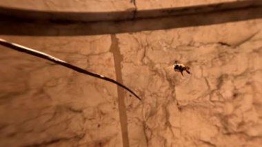 Kamera, çiçeklerin arasında nektar arayarak sinemalarda yavaş çekim yapan bir arıyı takip ediyor. Çiçeklerin böcekler tarafından tozlanması. Macro 4k 'lık videoyu kapat