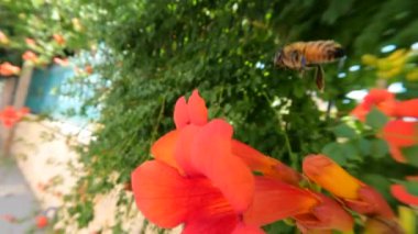 Kamera, çiçeklerin arasında nektar arayarak sinemalarda yavaş çekim yapan bir arıyı takip ediyor. Çiçeklerin böcekler tarafından tozlanması. Macro 4k 'lık videoyu kapat