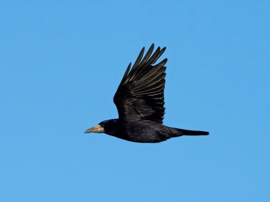 Kale (Corvus frugilegus)