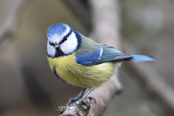 Eurasian blue tit (Cyanistes caeruleus) — Stok fotoğraf