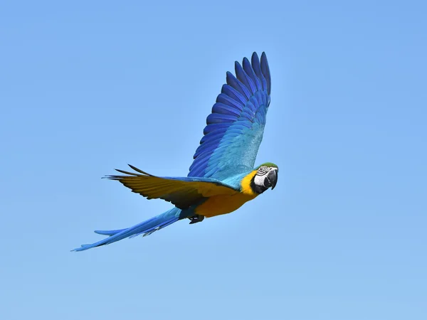Синий и жёлтый ара (Ara ararauna ) — стоковое фото