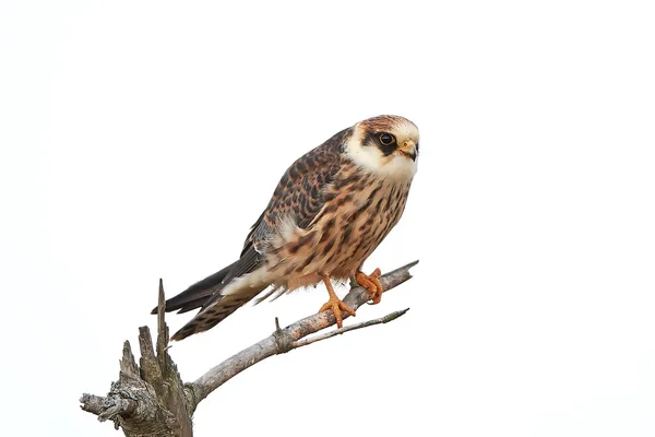 Rotfußfalke (falco vespertinus)) — Stockfoto