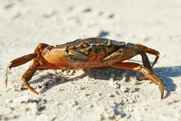 해안 게 (Carcinus maenas) — 스톡 사진