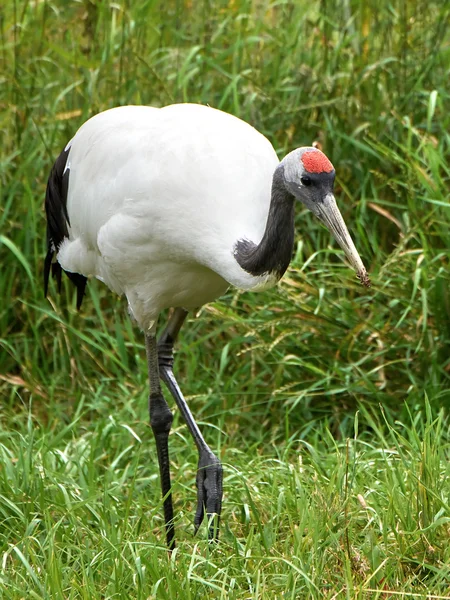 Guindaste de coroa vermelha (Grus japonensis ) — Fotografia de Stock