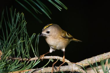 Çalıkuşu (regulus regulus)