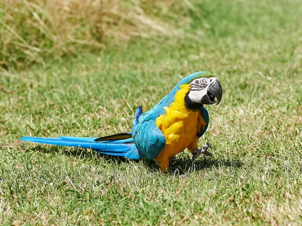 Blue and yellow Macaw (Ara ararauna) — Stock Photo, Image