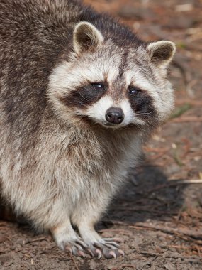 Rakun (Procyon lotor)