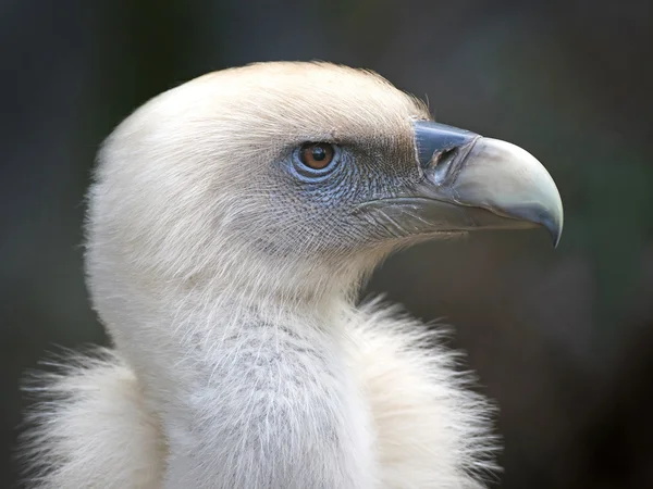 Грифон-стервятник (Gyps fulvus) — стоковое фото