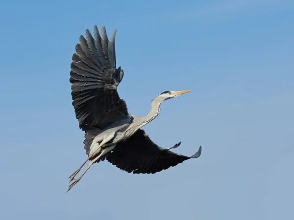 серая цапля