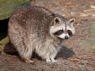 Rakun (Procyon lotor)