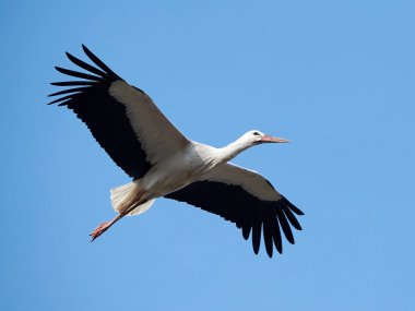 Beyaz leylek (Ciconia ciconia)