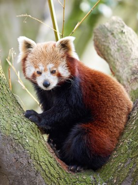 Red Panda (Ailurus fulgens)