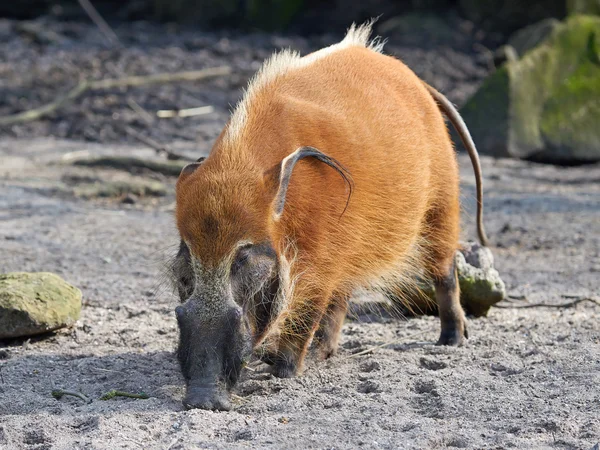 Red river hog (Potamochoerus porcus) — Stock Photo, Image