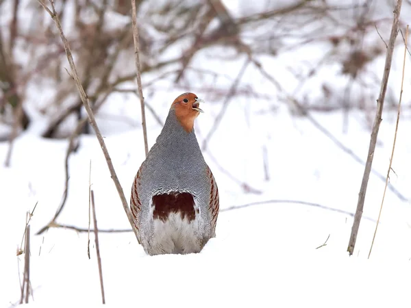 Grey partridge (Perdix perdix) — Stock Photo, Image