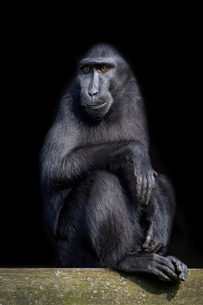 Celebes crested macaque (Macaca nigra) — Stock Photo, Image
