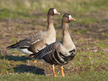 Greater white-fronted goose (Anser albifrons) clipart