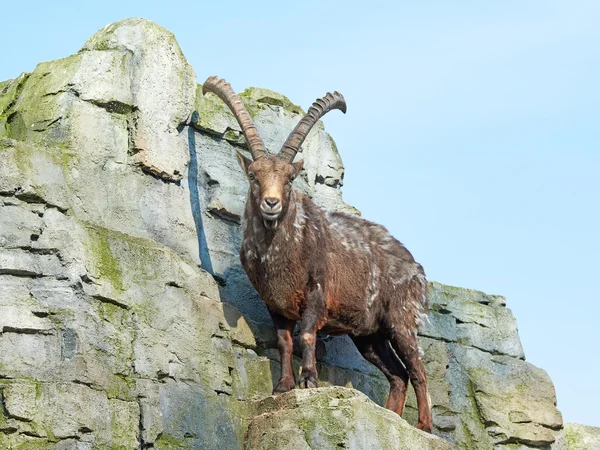 Alpesi kőszáli kecske (Capra ibex) — Stock Fotó