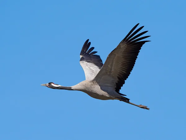 Common crane (Grus grus) — Stock Photo, Image