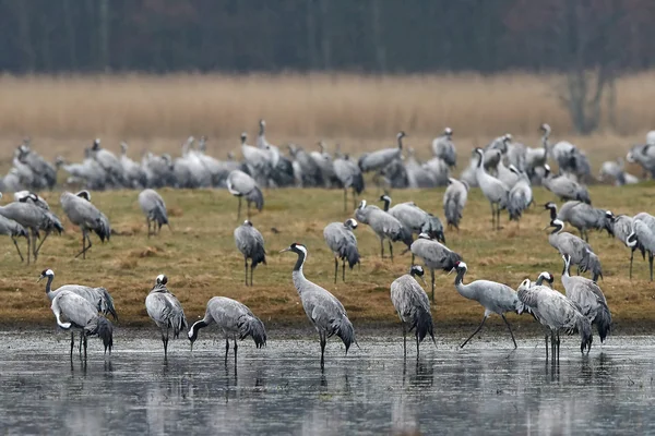 Grúa común (Grus grus ) — Foto de Stock