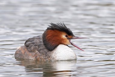 Büyük Armalı Yunus (Podiceps kriteri)