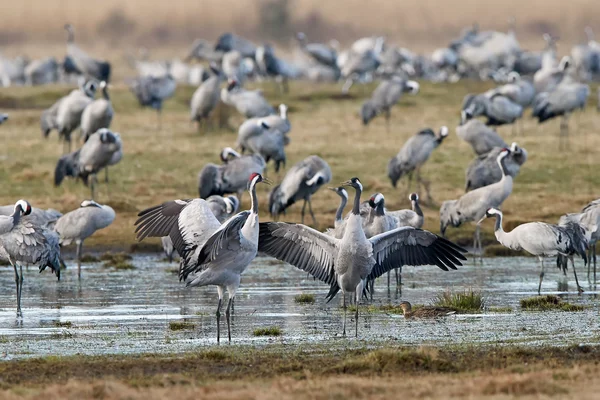 Grúa común (Grus grus ) — Foto de Stock