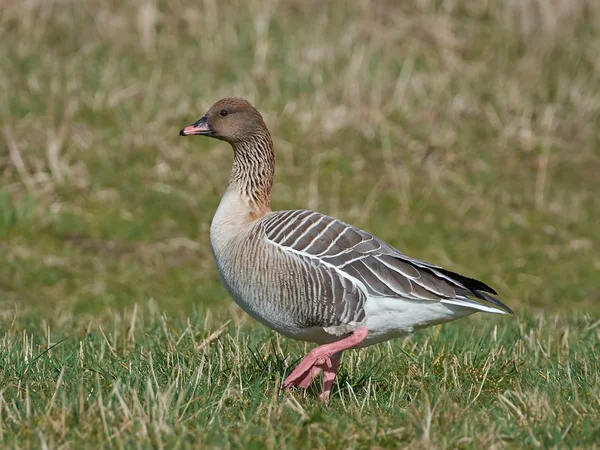 粉红脚鹅 (大雁 brachyrhynchus) — 图库照片