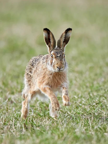 European hare (Lepus europaeus) — Stock Photo, Image