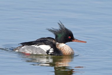 Kırmızı göğüslü Merganser (Mergus serrator)