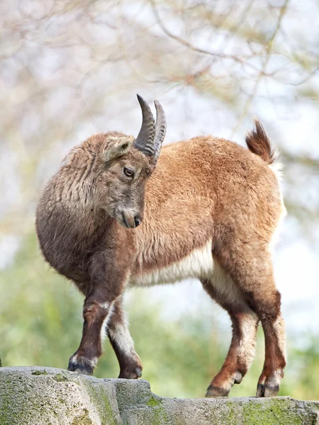 Ibex alpino (Capra Ibex ) — Fotografia de Stock