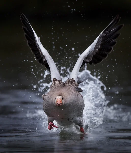 Greylag goose (Anser anser) — Stock Photo, Image