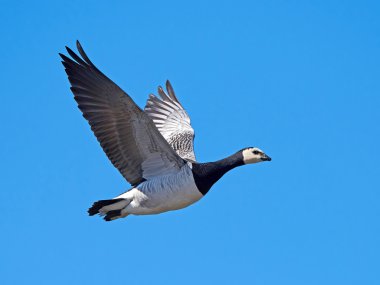 Barnacle Goose (Branta lökossis)