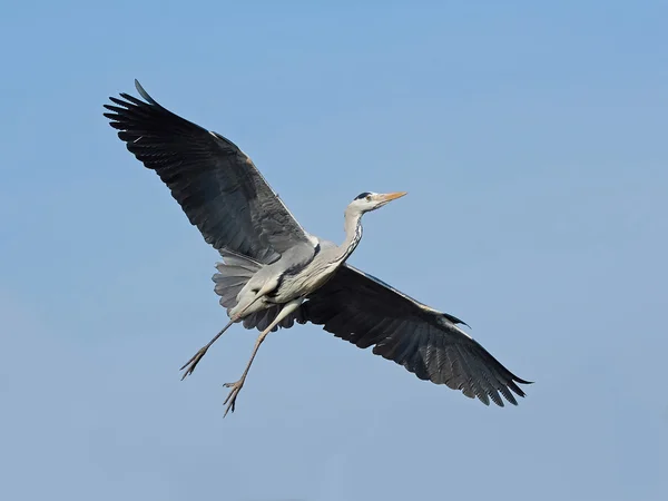 グレイ・ヘロン（Ardea cinerea）) — ストック写真