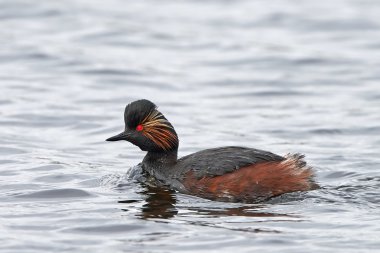kara boyunlu batağan (podiceps nigricollis)